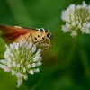 Přástevník kostivalový - Euplagia quadripunctaria 9302